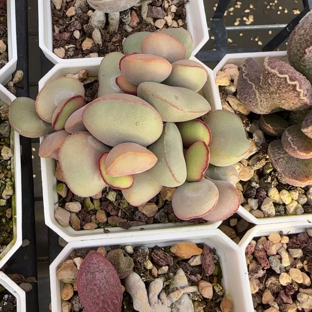 白肌红蛋多肉水泡植物