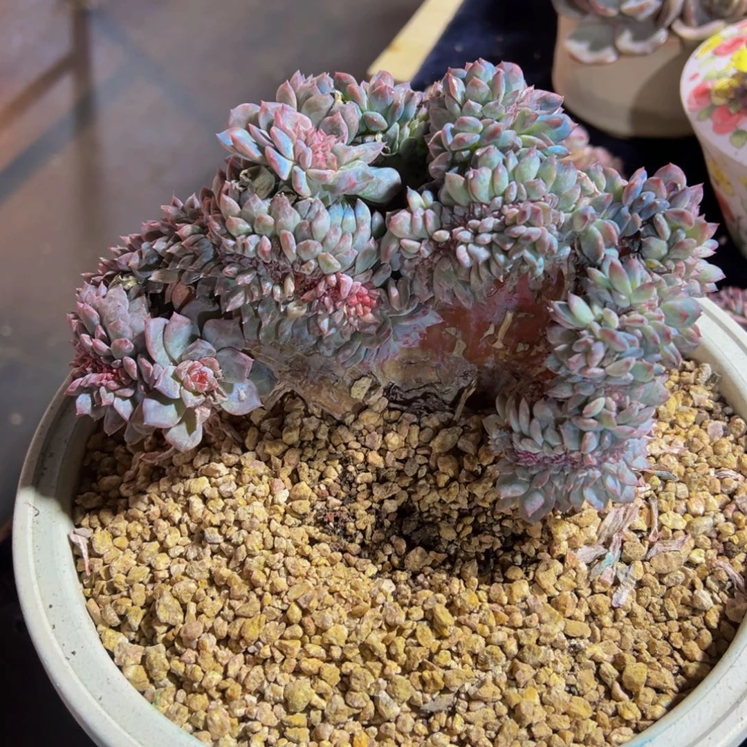 紫心琥珀缀天天开心