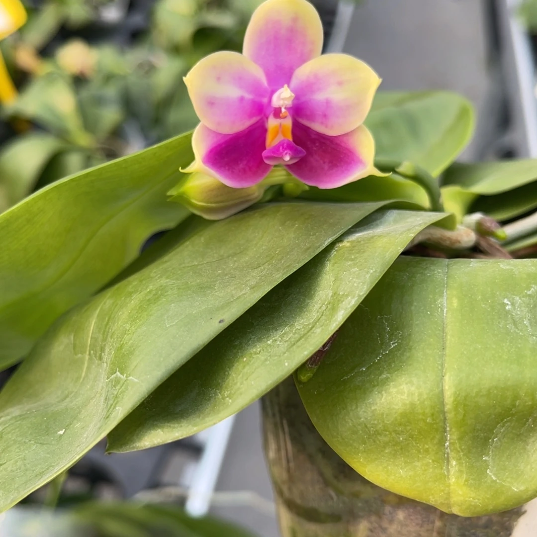 完全开放蝴蝶兰原生