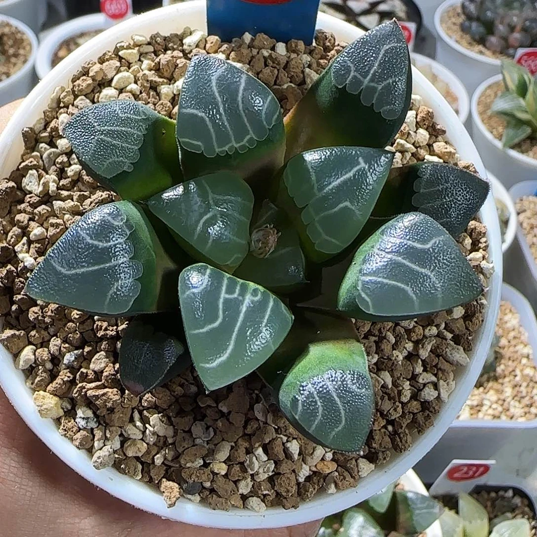 69号实生克里克特一物一拍带盆土