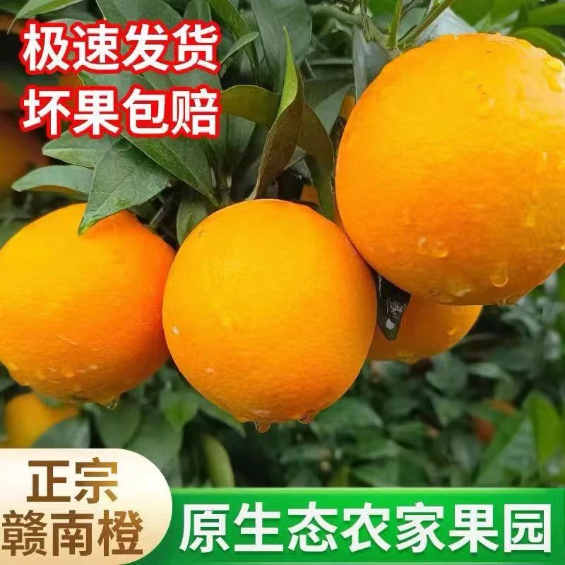 正宗赣南脐橙新鲜现摘果园直发10斤装保证正宗保证新鲜保证品质