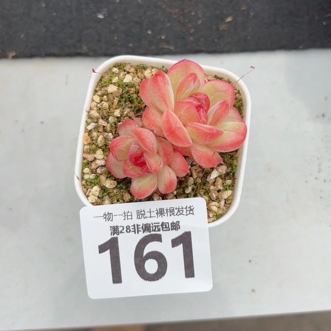 琴心多肉无盆土发货