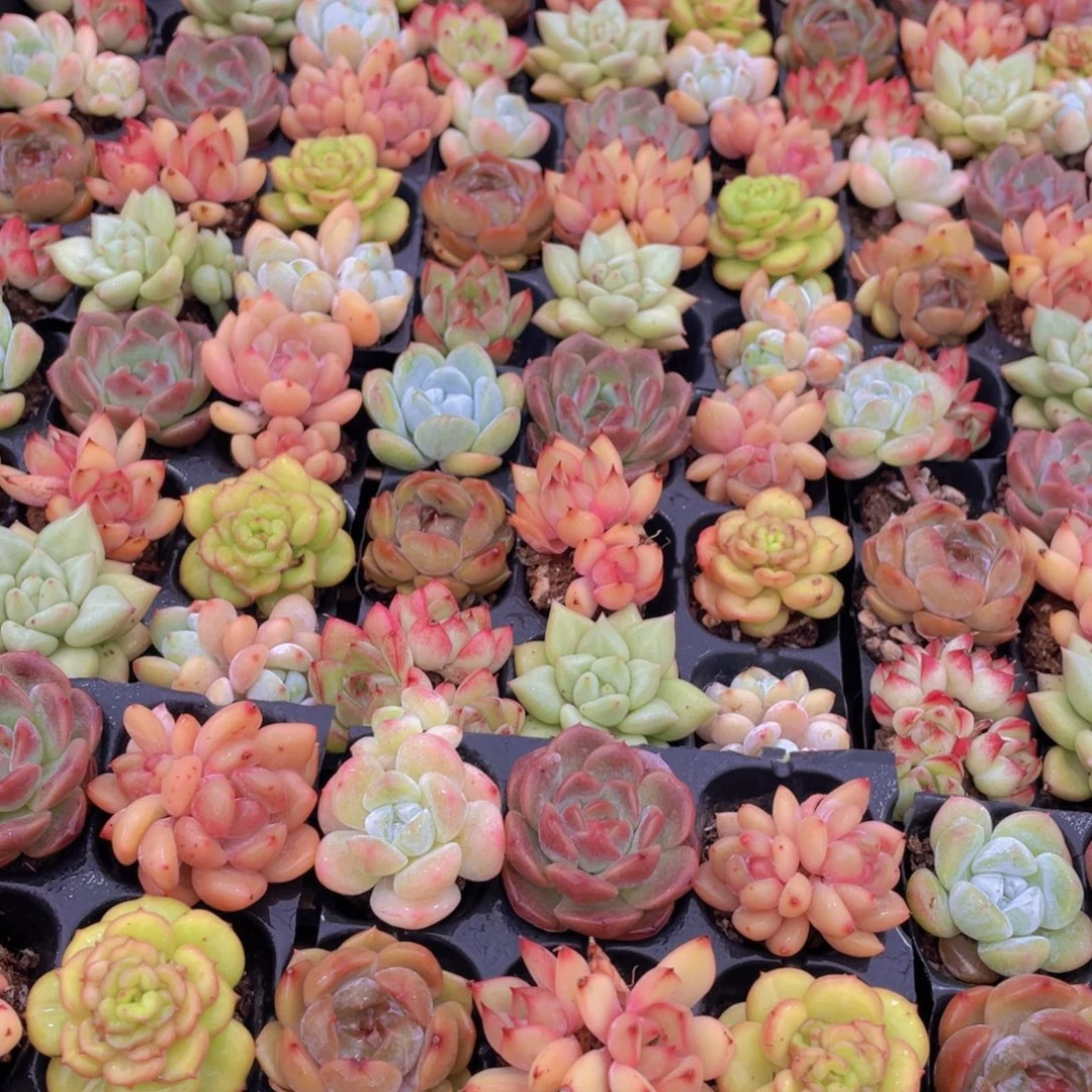 量拍63号 七彩小可爱组合9个