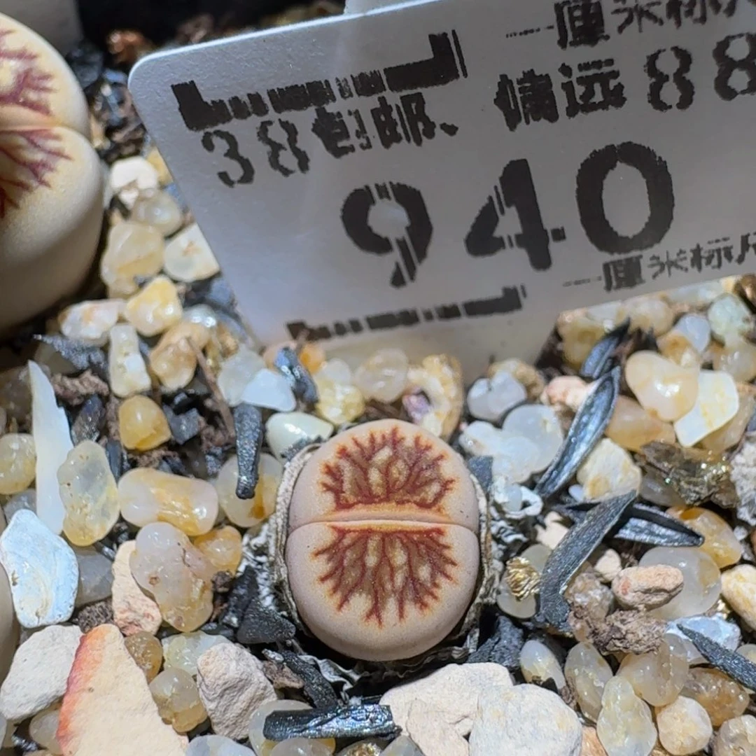 小***乖Ssss精品生石花940