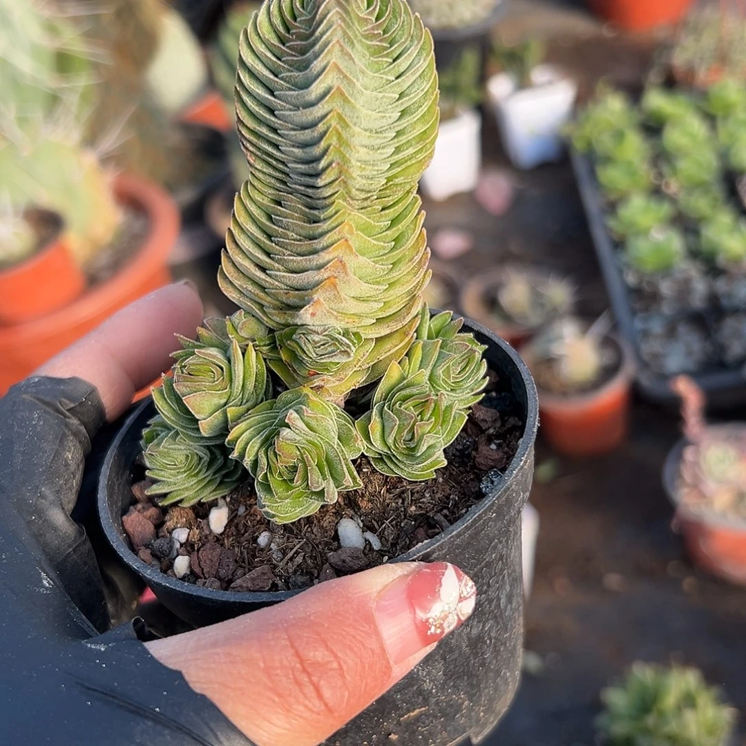 多肉植物方塔群生