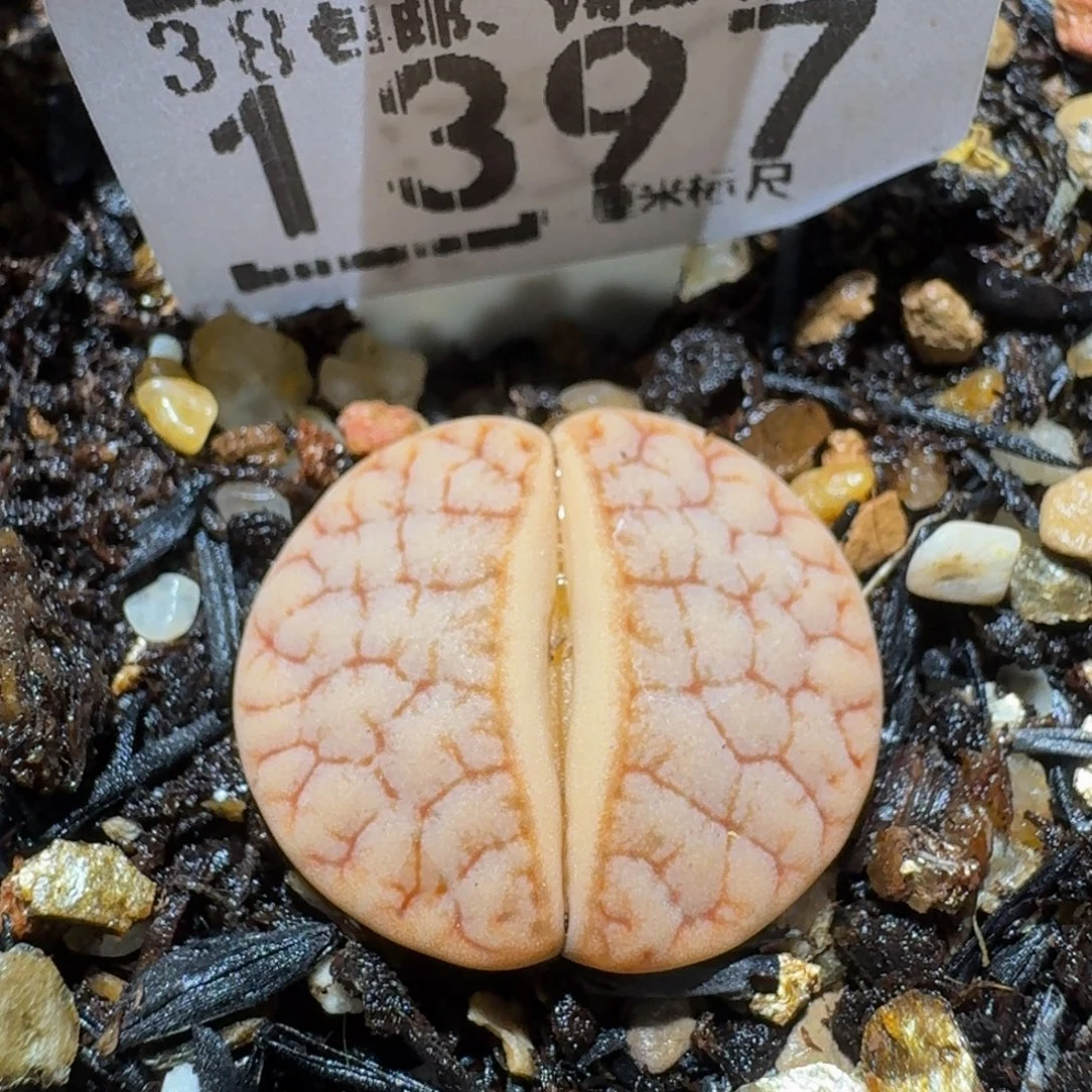 Ssss精品生石花1397