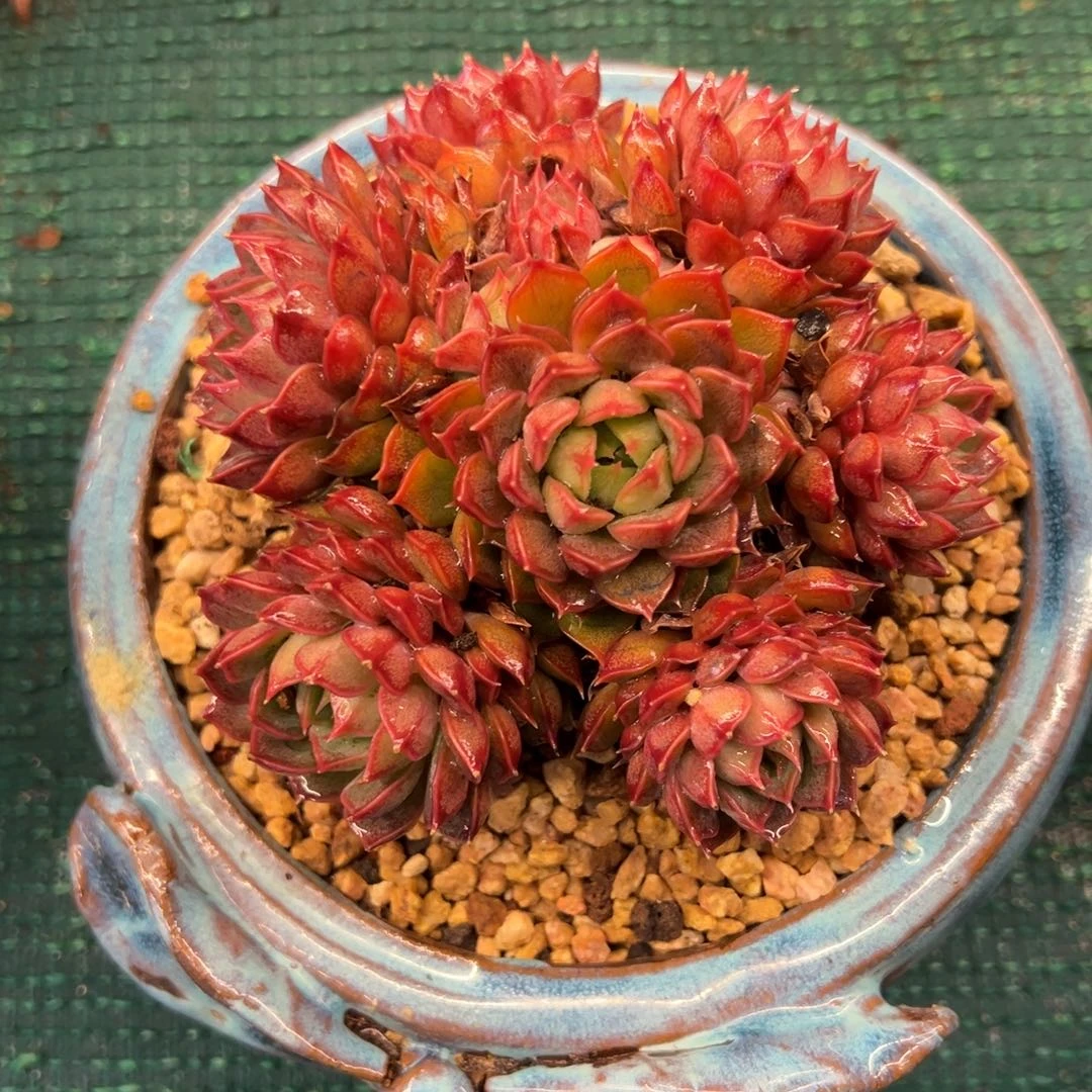 玫瑰夫人，，，，，，，，，，，，，，，，，，，