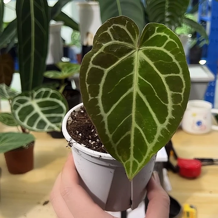 无花朵小钻石杂水晶