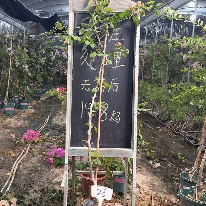 无花朵三角梅三角梅26