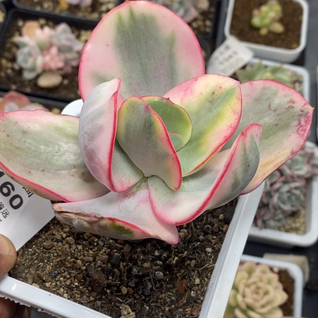 160大瑞蝶锦 小方花圃一物一拍