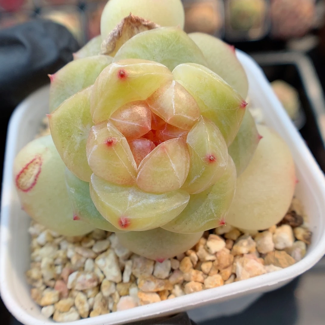 多肉植物。 糖心16