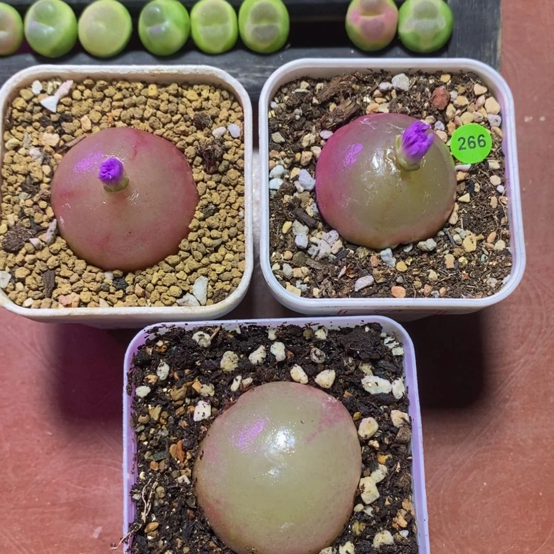 W***୭专拍漂亮多肉植物266
