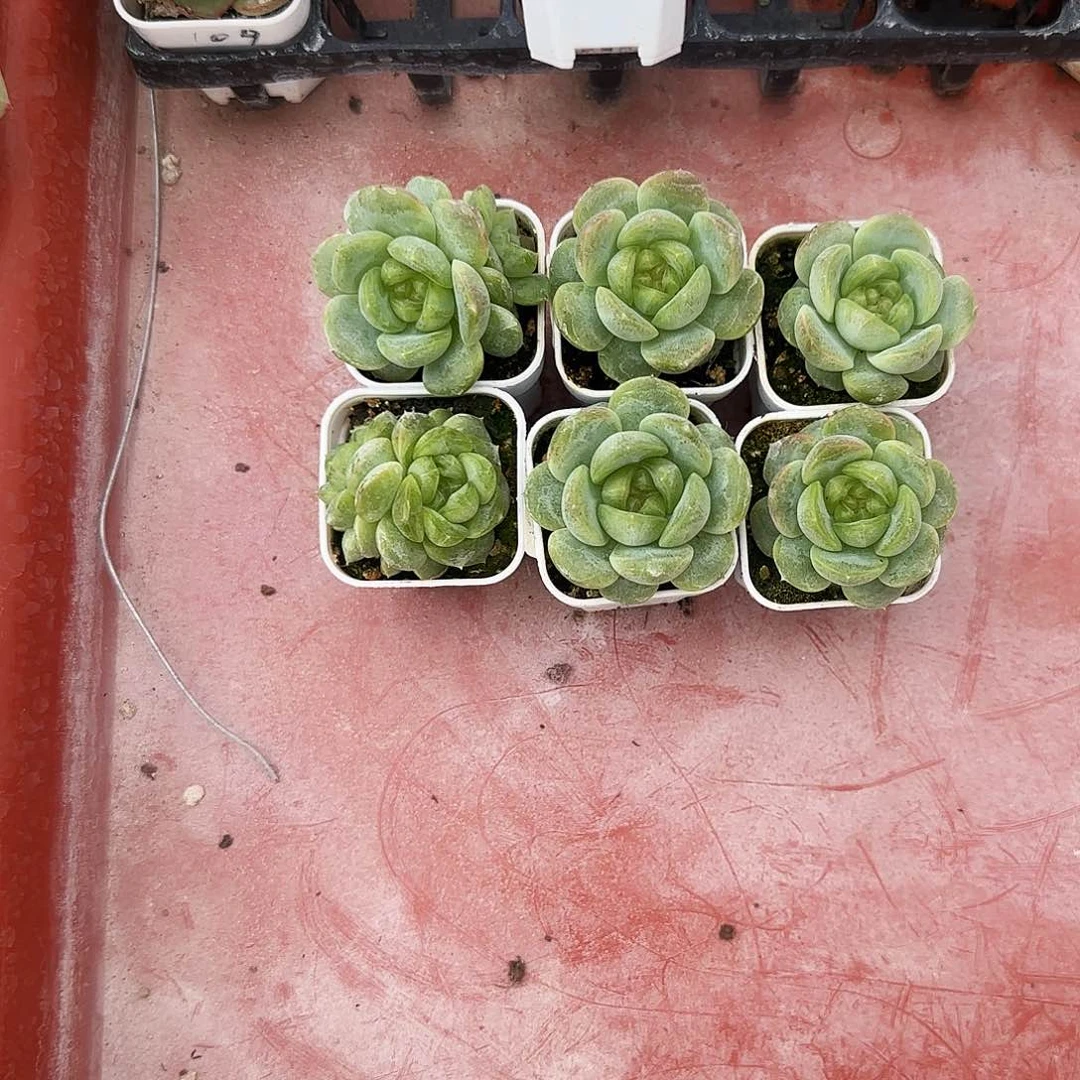 T109 号1号床4 cm盆一个满25包邮