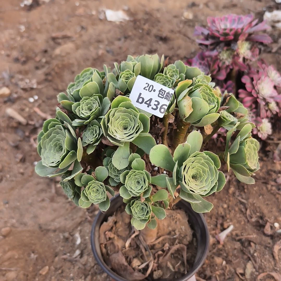 绿羊绒满20包邮法师