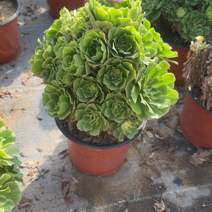 26-25新尼亚多肉不包售后