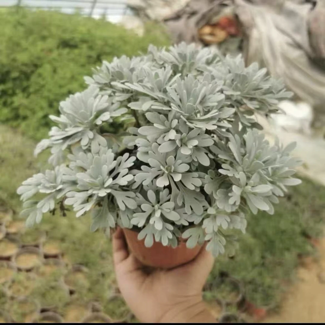 芙蓉菊盆栽耐寒雪艾白艾玉芙蓉花苗阳台庭院四季常青特色绿植花卉