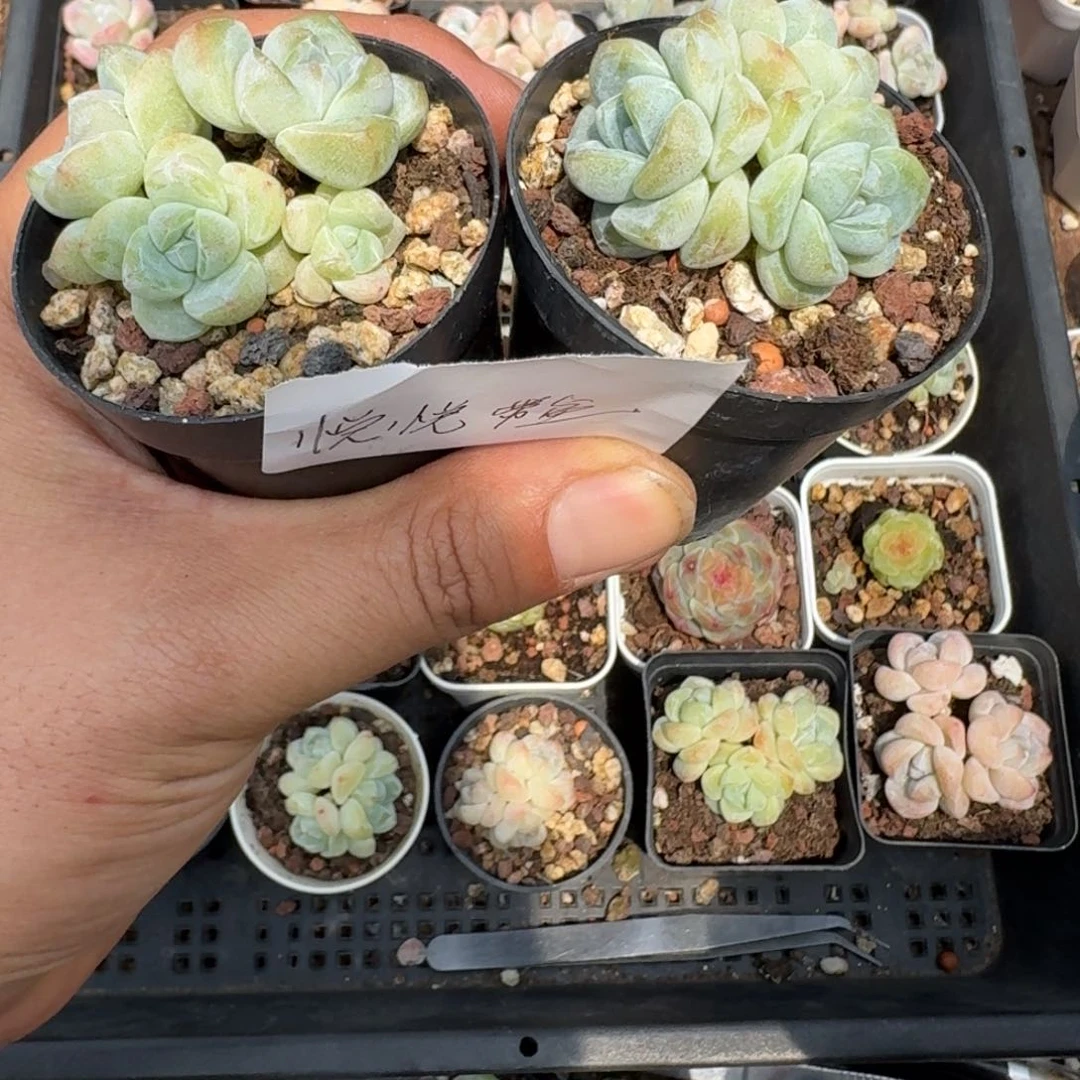 悦悦一物一拍专拍