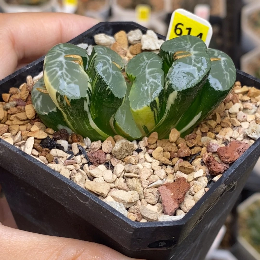 614号碧峰玉扇锦发财