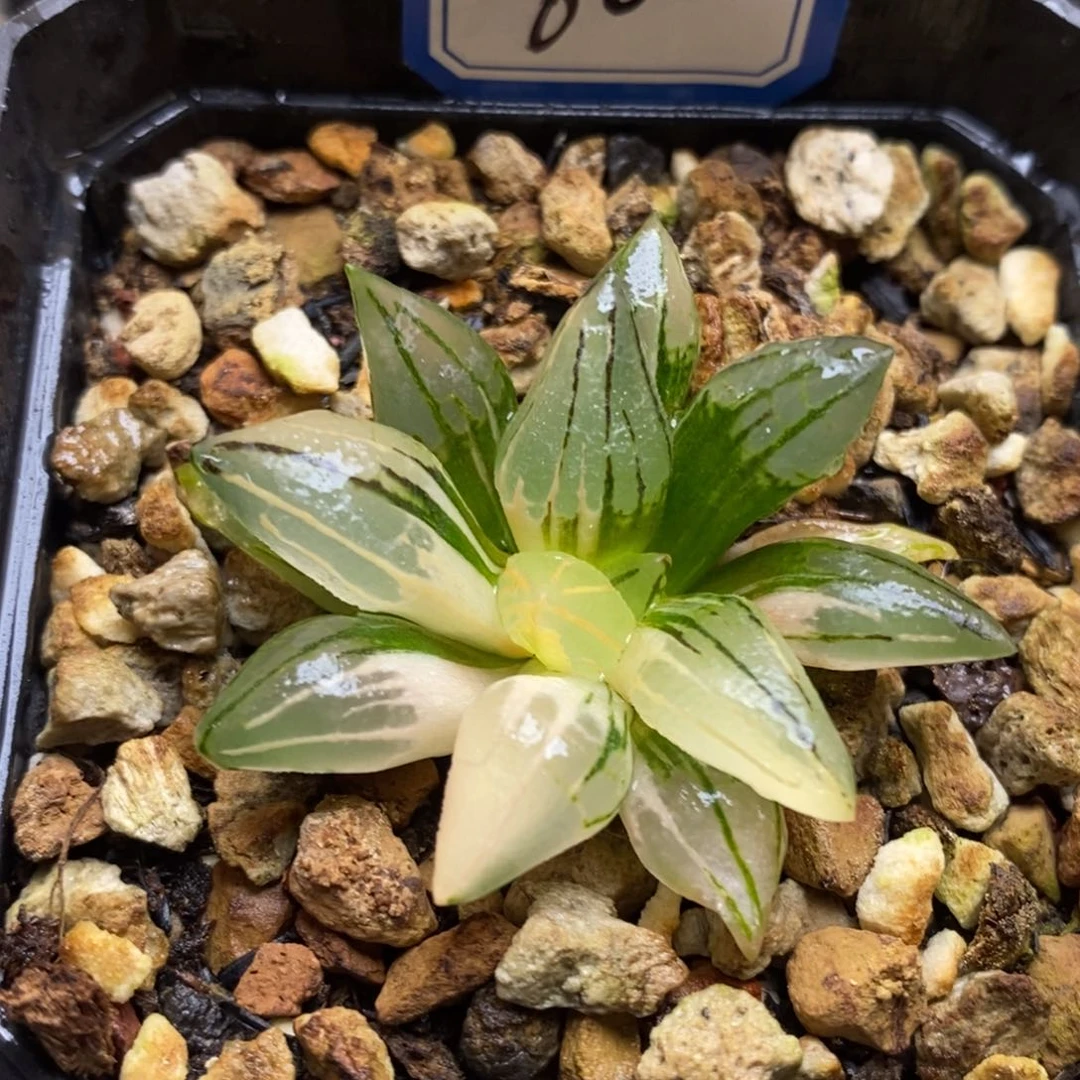 60号西瓜锦带盆发