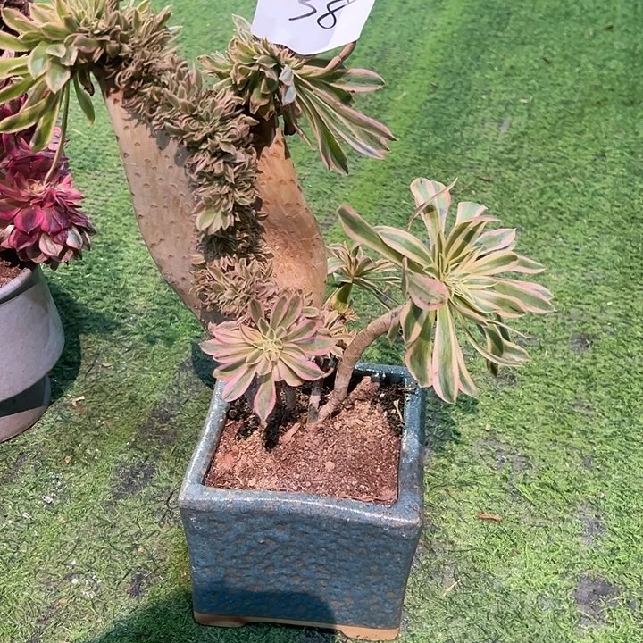 迷***茫38夕颜缀化法师一颗