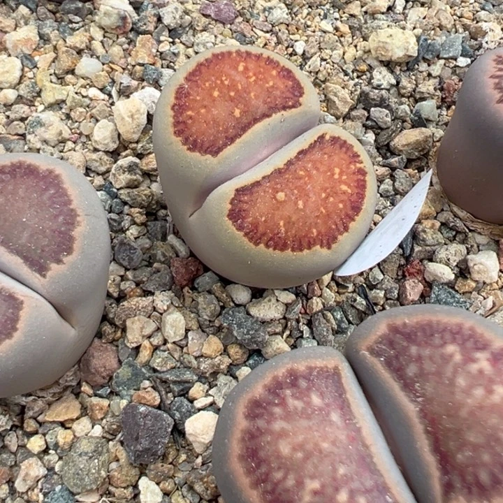 25180红窗菊美丽1哈