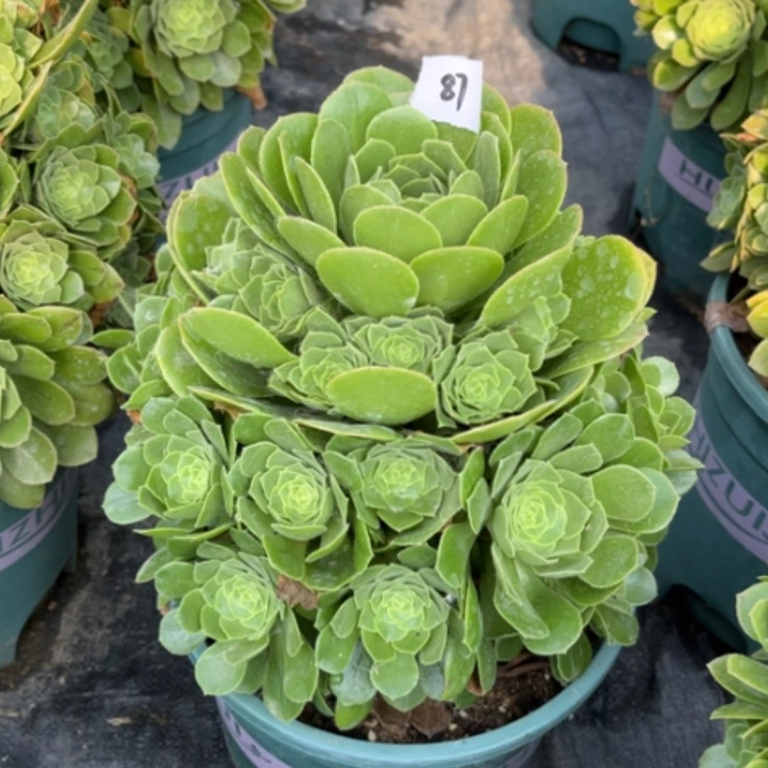 【闪购商品】87绿玫瑰多肉法师