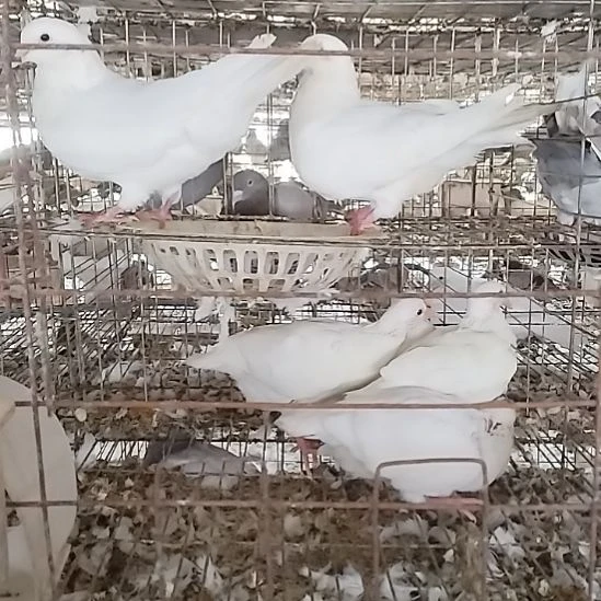 保质期7天无理由中国大陆