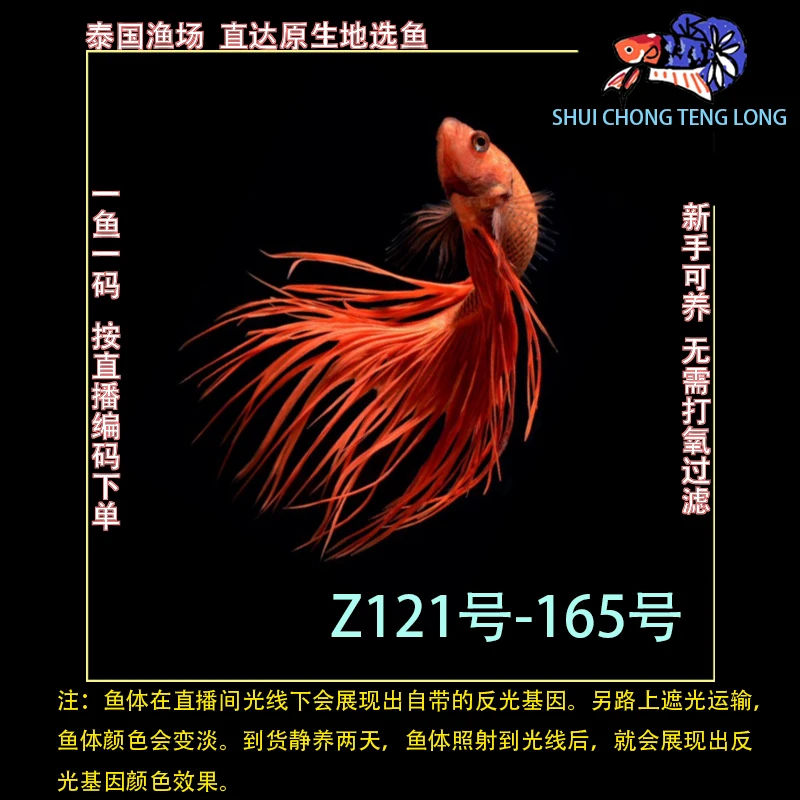 水宠腾隆Z121-165号泰国斗鱼半月将军狮王马尾热带观赏鱼新手可养