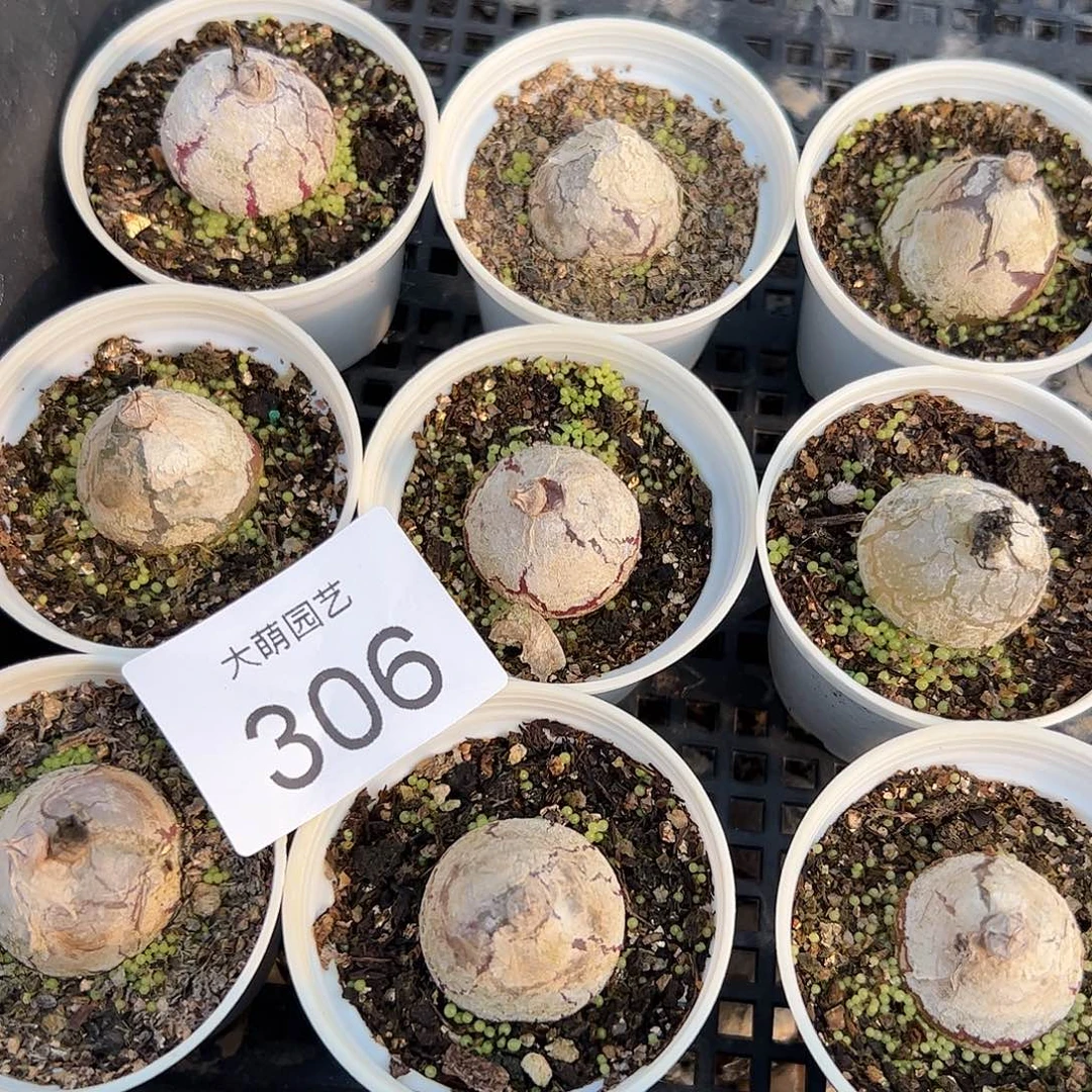 量拍以下3颗灯泡带盆土发。306