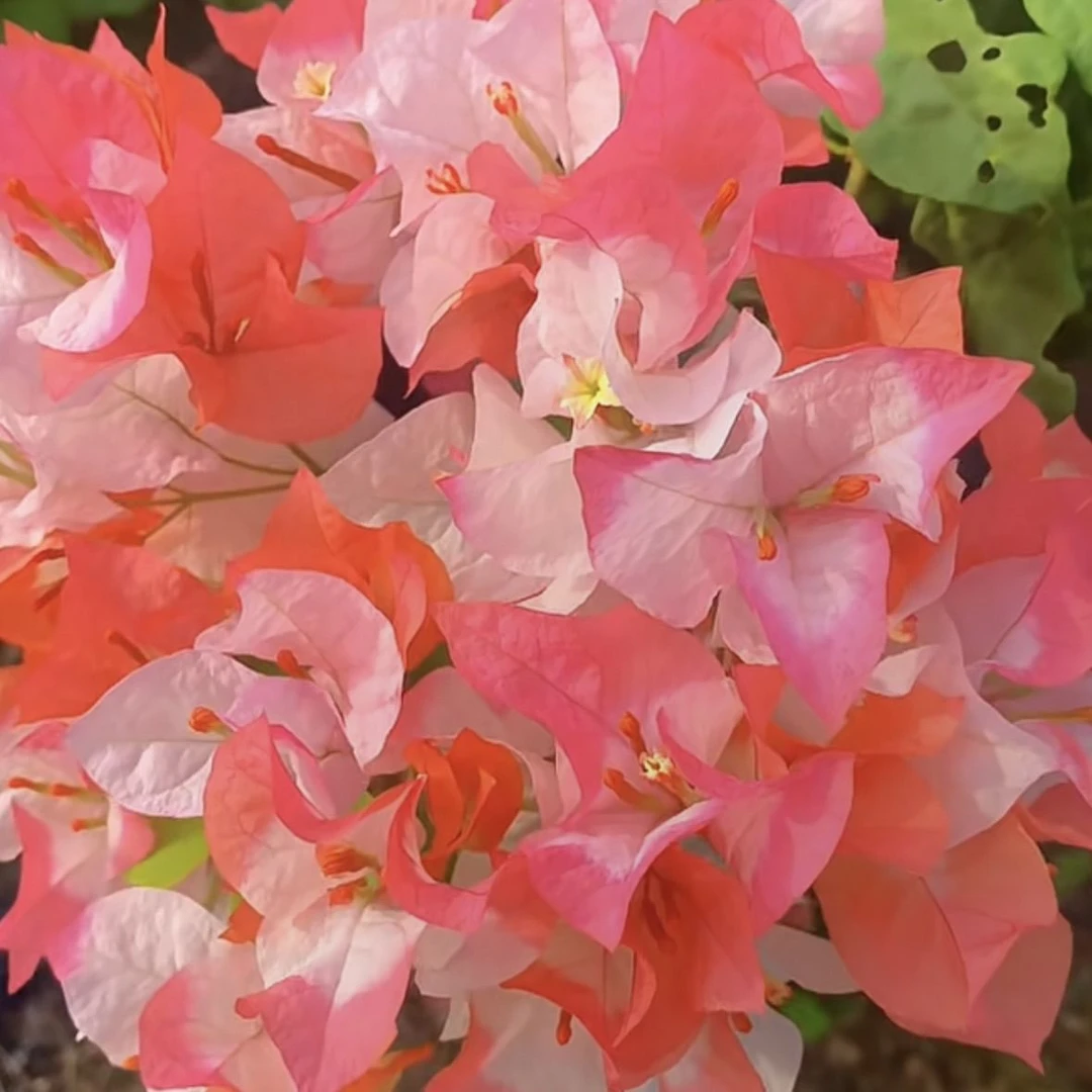 【橙口红】原生袋苗三角梅包对版不包huo 无售后