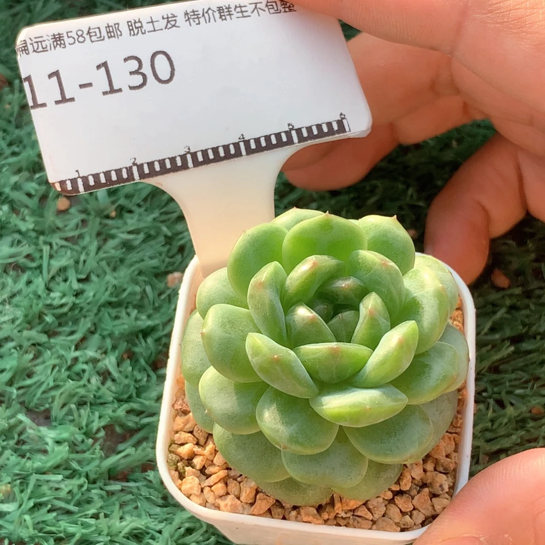 遥遥领先珍妮优选58包邮