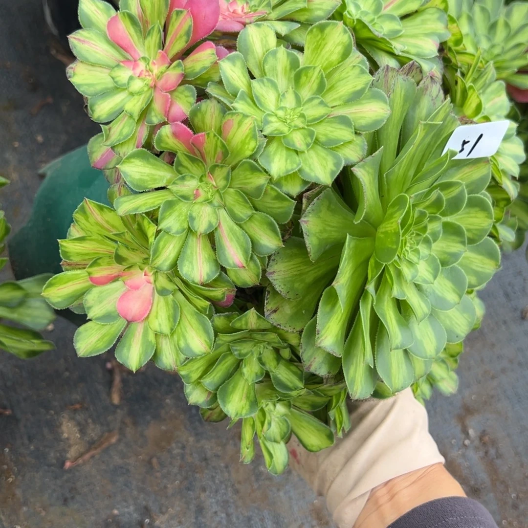 51知否多肉植物意义