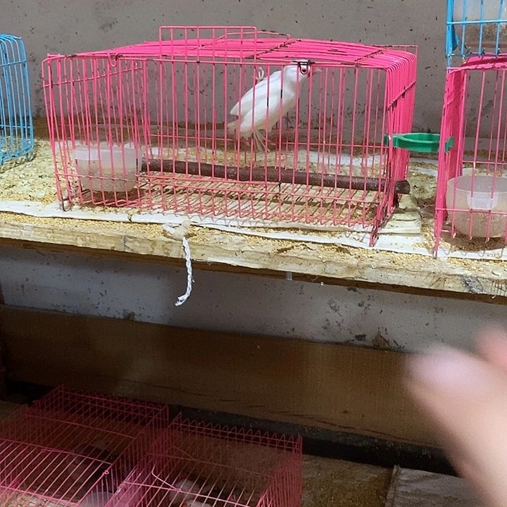 文鸟傻***福白文母鸟