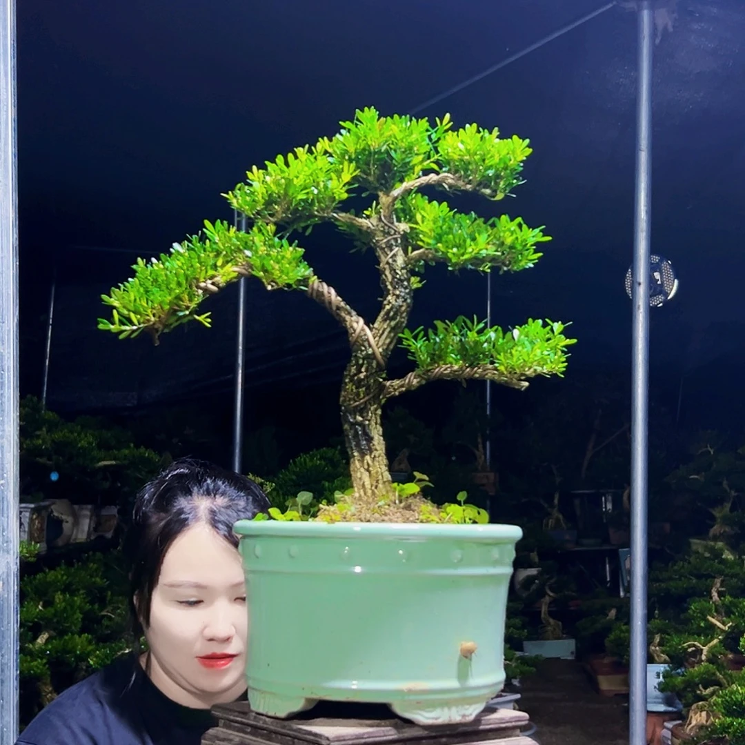 无花朵黄杨木
