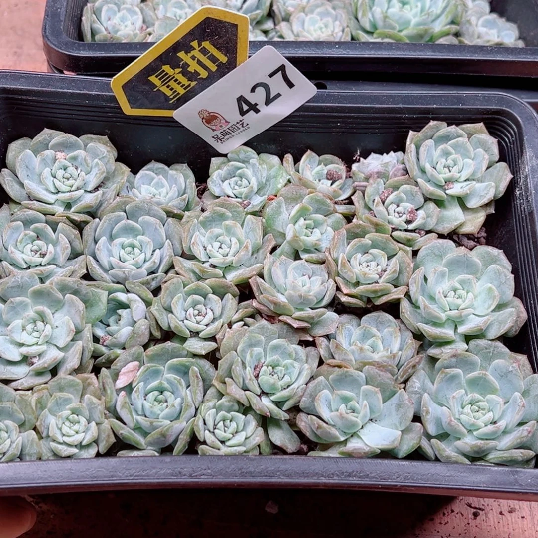 多肉植物多肉植物