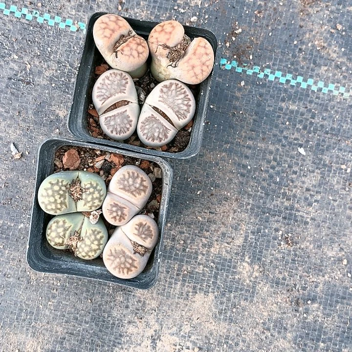 生石花非常好看非常好看