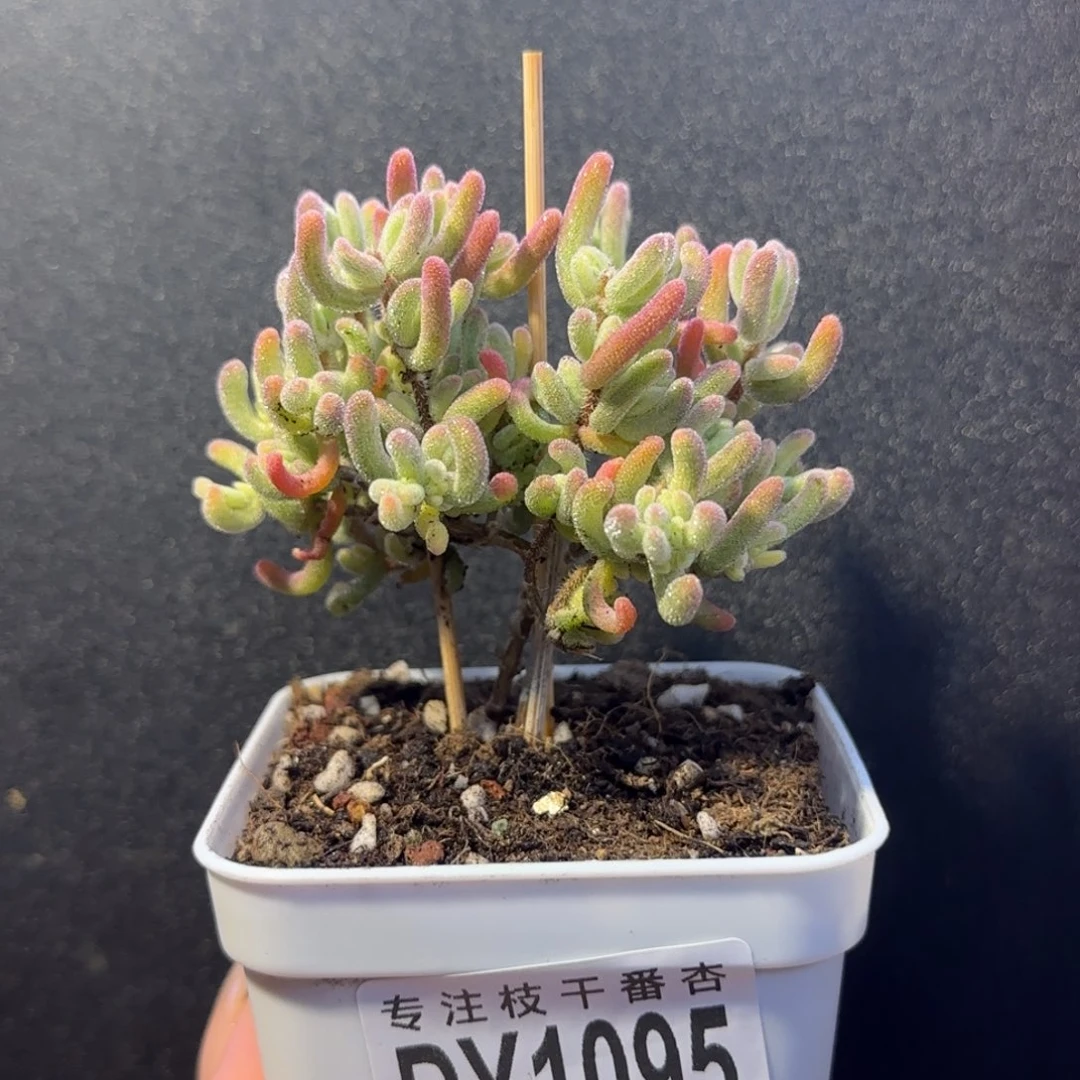 dy1095橙叶锦直杆