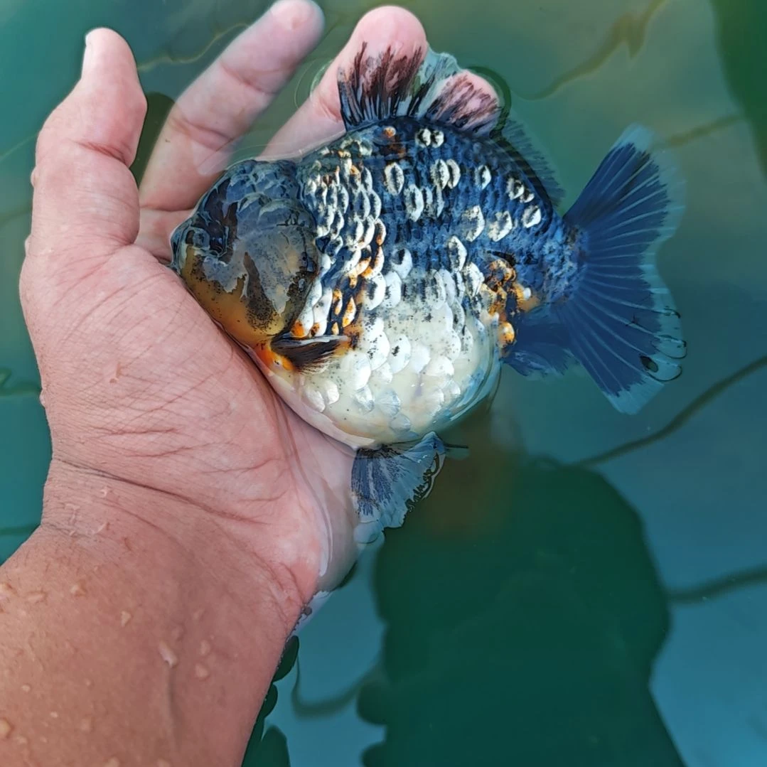 麒麟泰狮金鱼将军
