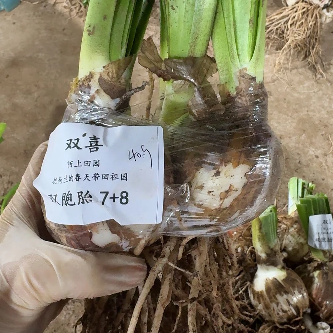 双喜双胞胎7+8发发发发