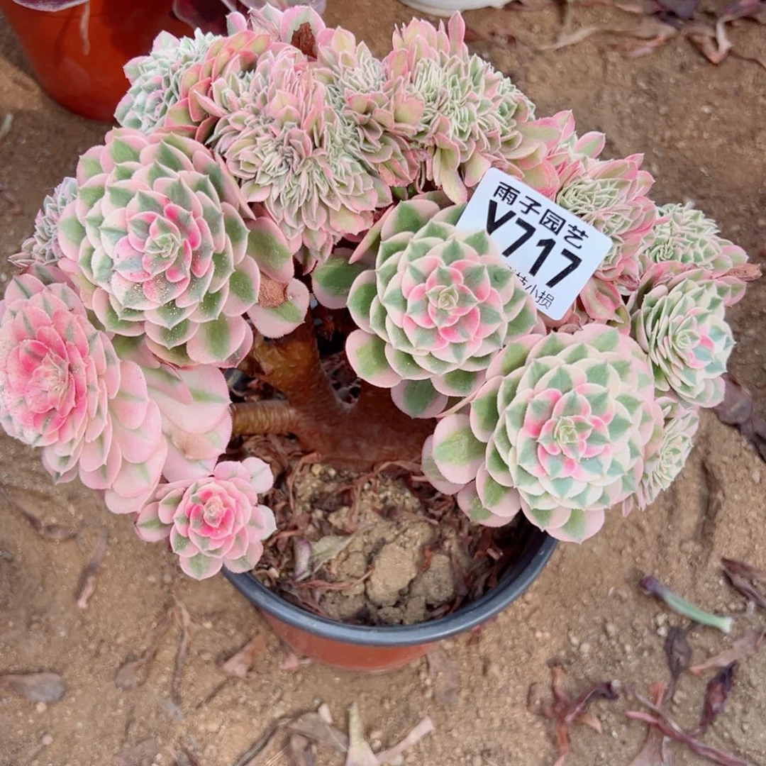 717倾城缀化尺寸28左右