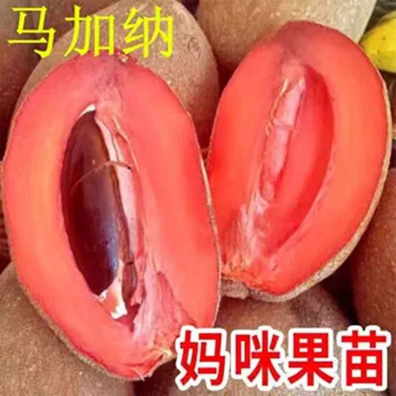 【妈咪果树苗】马加纳妈咪果树苗适合南北方种植盆栽庭院种植果苗