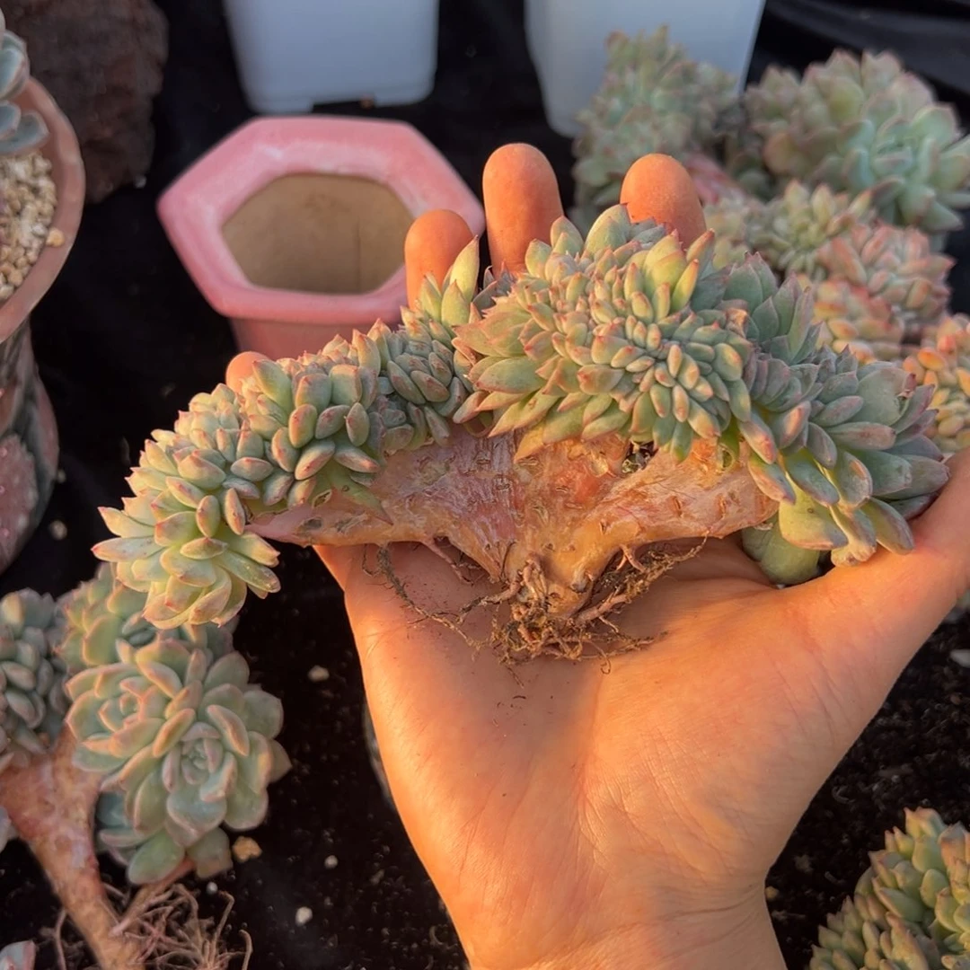 新年快乐 新年快乐 新年快乐