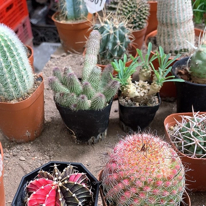 1268856668526685566555