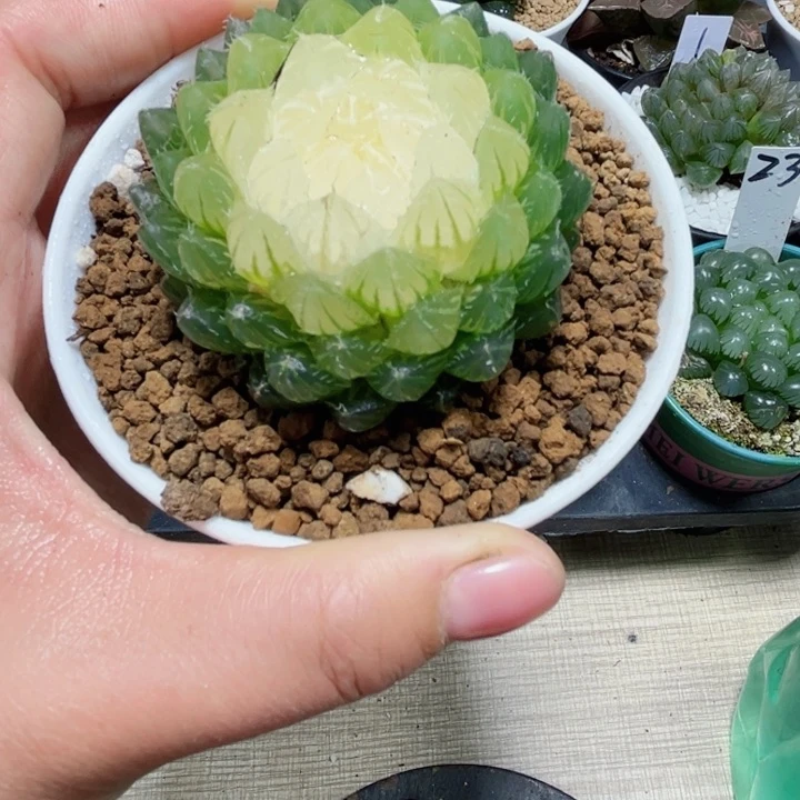 宝莲灯多肉植物666