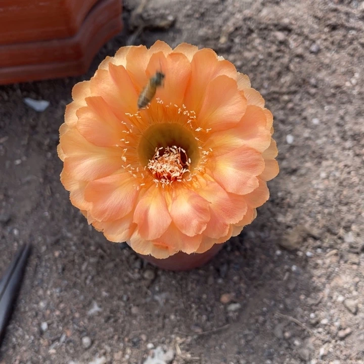 流***雨彩草摘花脱土发货