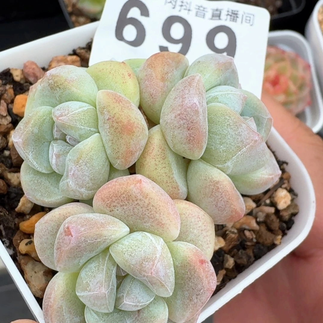 开播福利         多肉植物