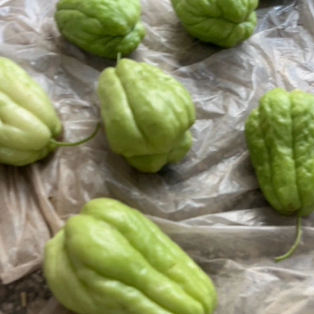 云南高山现摘佛手瓜炒菜炖汤鲜嫩可口新鲜蔬菜