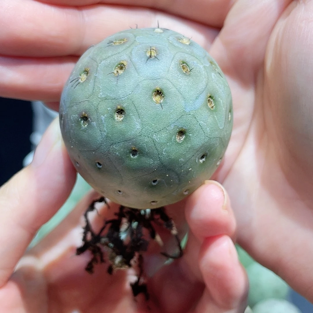 4.3cm自根大型绿皮洞洞习