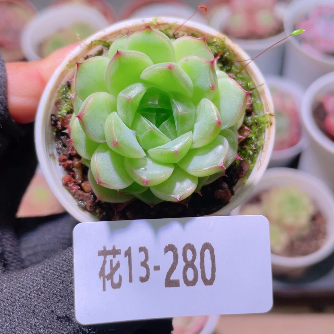 花利美13-280新品