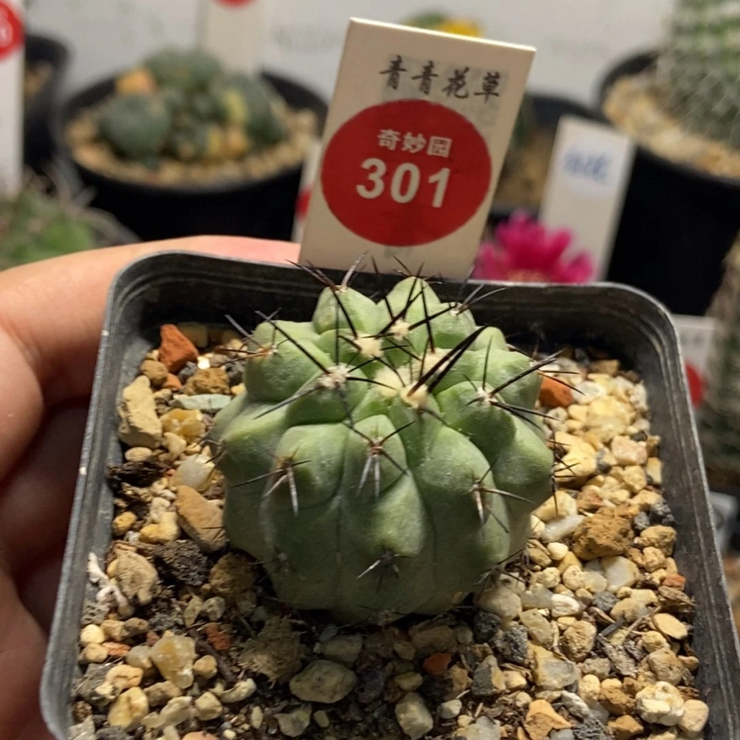 自根萝卜根上腊黑王丸3.6cm